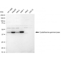 LifeSab™ CTH Rabbit mAb (20 μl)