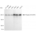 LifeSab™ Phospho-ACC(S79) Rabbit mAb (20 μl)