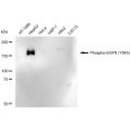 LifeSab™ Phospho-EGFR (Y845) Rabbit mAb (20 μl)