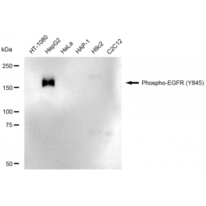 LifeSab™ Phospho-EGFR (Y845) Rabbit mAb (20 μl)