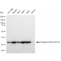 LifeSab™ Phospho-CDK1/2/3(T14) Rabbit mAb (20 μl)