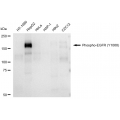 LifeSab™ Phospho-EGFR (Y1068) Rabbit mAb (20 μl)