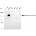 LifeSab™ Phospho-EGFR (Y1068) Rabbit mAb (20 μl)