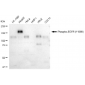 LifeSab™ Phospho-EGFR (Y1086) Rabbit mAb (20 μl)