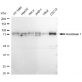 LifeSab™ ACO1 Rabbit mAb (20 μl)