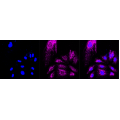 LifeSab™ ADAM10 Rabbit mAb (20 μl)