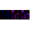 LifeSab™ ADAM10 Rabbit mAb (20 μl)