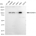 LifeSab™ ADAM10 Rabbit mAb (20 μl)