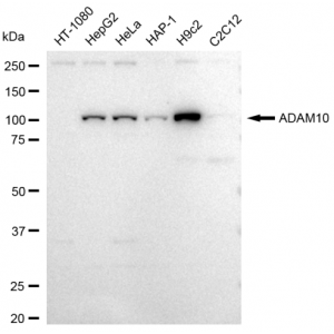 LifeSab™ ADAM10 Rabbit mAb (20 μl)