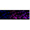 LifeSab™ ADAMTS13 Rabbit mAb (20 μl)