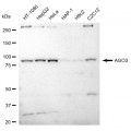 LifeSab™ AGO3 Rabbit mAb (20 μl)