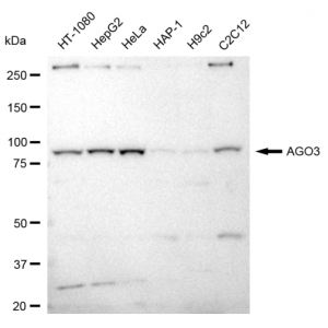 LifeSab™ AGO3 Rabbit mAb (20 μl)