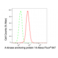 LifeSab™ AKAP14 Rabbit mAb (20 μl)