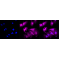 LifeSab™ AKAP14 Rabbit mAb (20 μl)