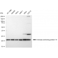 LifeSab™ AKAP14 Rabbit mAb (20 μl)