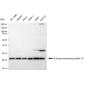 LifeSab™ AKAP14 Rabbit mAb (20 μl)