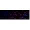 LifeSab™ FLAP Rabbit mAb (20 μl)