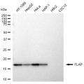 LifeSab™ FLAP Rabbit mAb (20 μl)