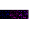 LifeSab™ BIRC5 Rabbit mAb (20 μl)