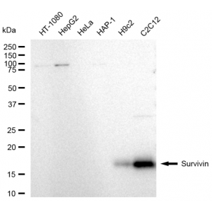 LifeSab™ BIRC5 Rabbit mAb (20 μl)