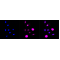 LifeSab™ Phospho-BRAF (T401) Rabbit mAb (20 μl)