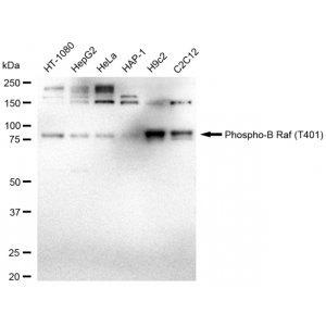 LifeSab™ Phospho-BRAF (T401) Rabbit mAb (20 μl)