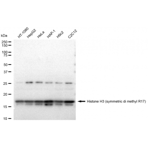 LifeSab™ Histone H3 (symmetric di methyl R17) Rabbit mAb (20 μl)