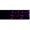 LifeSab™ HDLBP Rabbit mAb (20 μl)