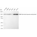 LifeSab™ HDLBP Rabbit mAb (20 μl)