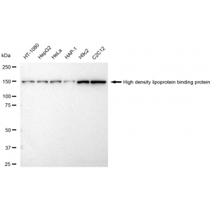 LifeSab™ HDLBP Rabbit mAb (20 μl)