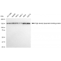 LifeSab™ HDLBP Rabbit mAb (20 μl)