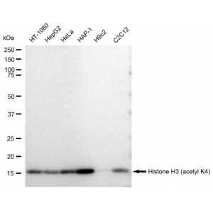 LifeSab™ Histone H3 (acetyl K4) Rabbit mAb (20 μl)