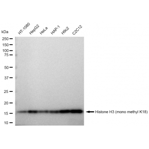 LifeSab™ Histone H3 (mono methyl K18) Rabbit mAb (20 μl)