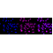 LifeSab™ Histone H3 (mono methyl R128) Rabbit mAb (20 μl)