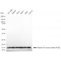 LifeSab™ Histone H3 (mono methyl R128) Rabbit mAb (20 μl)