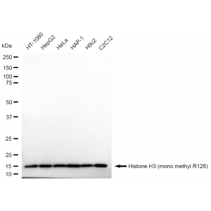 LifeSab™ Histone H3 (mono methyl R128) Rabbit mAb (20 μl)