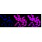 LifeSab™ Hsp90 α Rabbit mAb (20 μl)