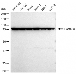 LifeSab™ Hsp90 α Rabbit mAb (20 μl)