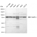 LifeSab™ Hsp90 α Rabbit mAb (20 μl)