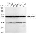 LifeSab™ Hsp90 α Rabbit mAb (20 μl)