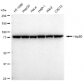 LifeSab™ Hsp90 α Rabbit mAb (20 μl)