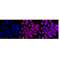 LifeSab™ JARID2 Rabbit mAb (20 μl)