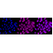 LifeSab™ JARID2 Rabbit mAb (20 μl)