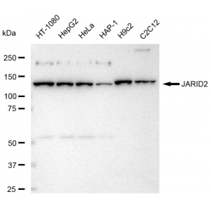 LifeSab™ JARID2 Rabbit mAb (20 μl)