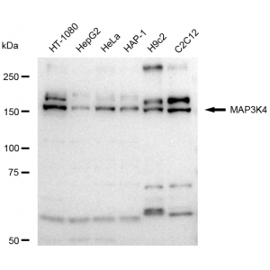 LifeSab™ MAP3K4 Rabbit mAb (20 μl)