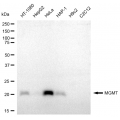 LifeSab™ MGMT Rabbit mAb (20 μl)