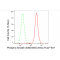 LifeSab™ Phospho-Smad5 (S463/465) Rabbit mAb (20 μl)