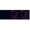 LifeSab™ Phospho-Smad5 (S463/465) Rabbit mAb (20 μl)