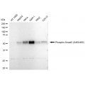 LifeSab™ Phospho-Smad5 (S463/465) Rabbit mAb (20 μl)