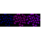 LifeSab™ Phospho-STAT3 (S727) Rabbit mAb (20 μl)